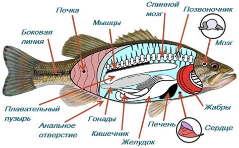 название плавников у рыб