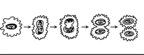 . Explain the process of binary fission in Amoeba. Support your answer ...