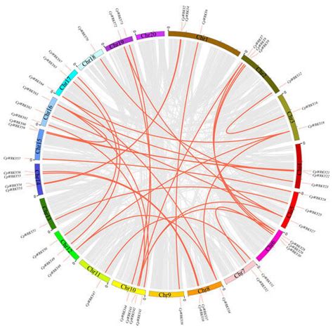 Genome-Wide Identification of the WRKY Gene Family and Functional ...