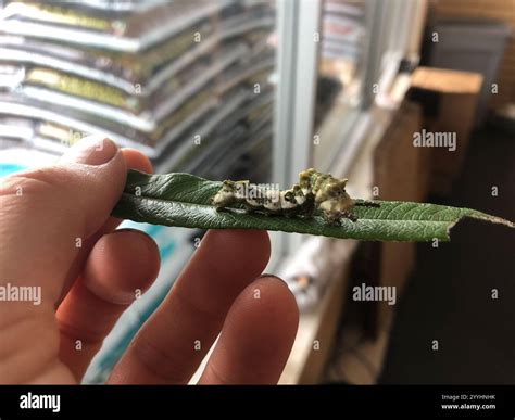 Viceroy (Limenitis archippus Stock Photo - Alamy