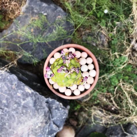 Monadenium ritchiei f. variegata - Gabbar Farms
