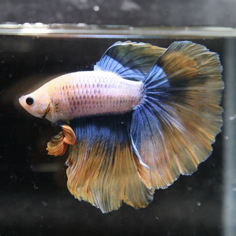 Image result for Betta Fish Compatibility