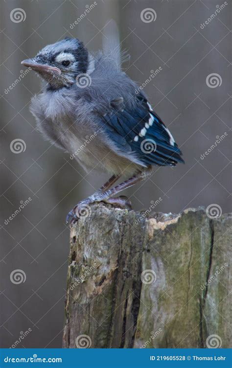 Baby Blue Jay Fledgling Bird Stock Photo - Image of bird, blue: 219605528