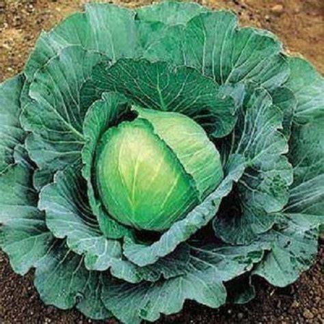 LYRS Pusa Ageti Cabbage Seed Seed Price in India - Buy LYRS Pusa Ageti ...