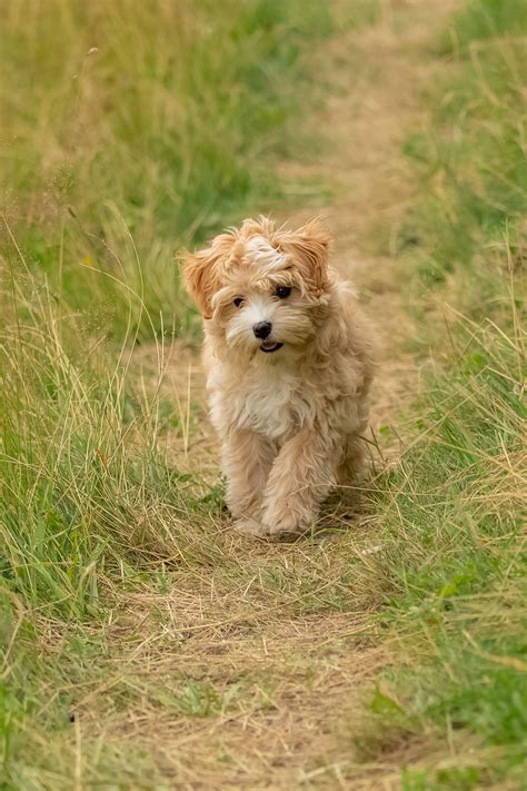 Cute Hypoallergenic Puppies