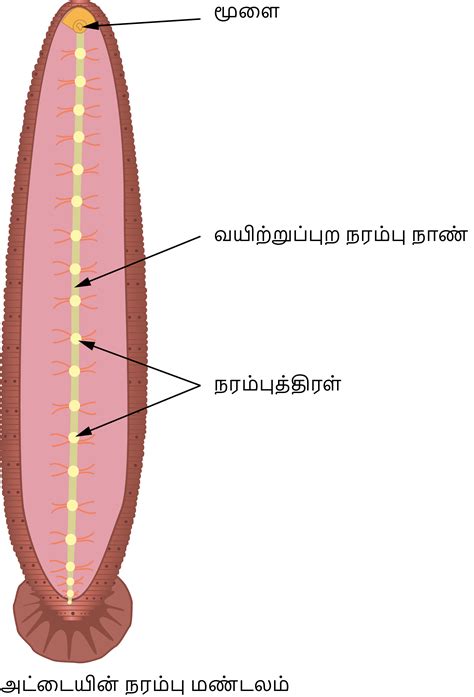 நரம்பு மண்டலம் — lesson. அறிவியல், Class 10.