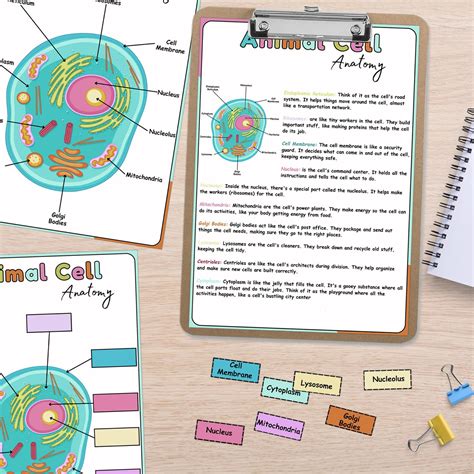 Image result for Basic Structure of a Cell