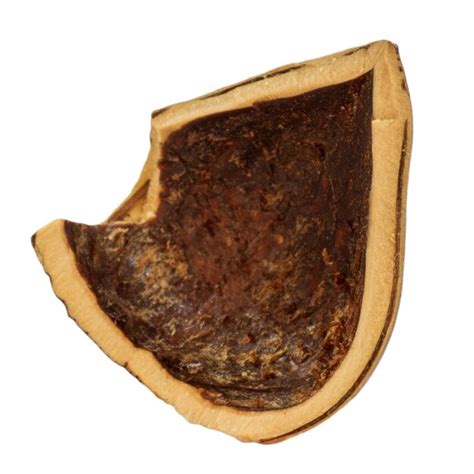 Image result for Empty Hazelnut Shell