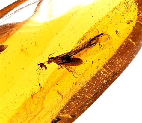 The Scientific Value Of Insects In Amber