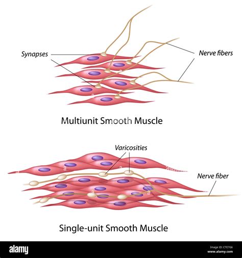 Smooth Muscle Under Microscope Labeled