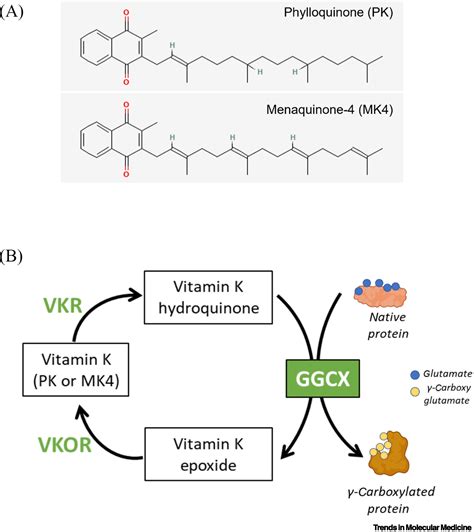 New insights into vitamin K biology with relevance to cancer: Trends in Molecular Medicine