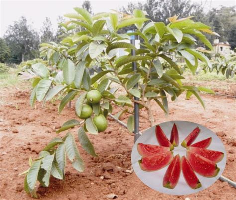 Arka kiran guava | Buy arka kiran guava plant | Arka kiran guava plant ...