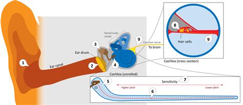 How To Stop Your Ear From Vibrating at Hilda Connor blog