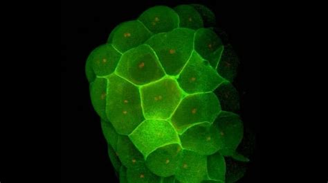 Cell Structure Map 的图像结果