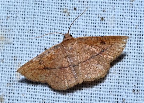 Striglina spp. | Moths