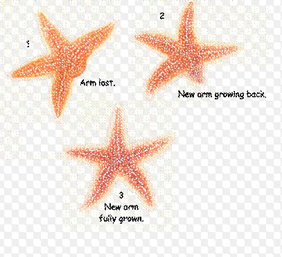 Image result for Fragmentation Animals. Examples