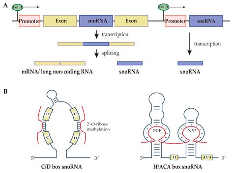 Small Nuclear Rna
