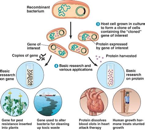 Cloning 的图像结果