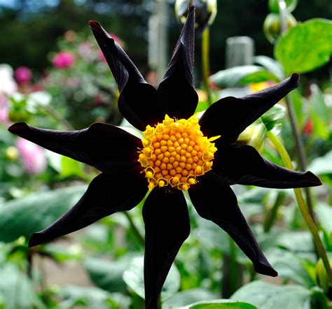 Black Dahlia Flowers - mygardenchannel