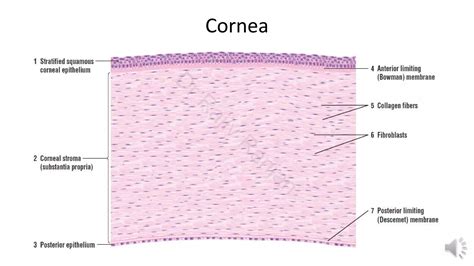 Histology of Cornea & Retina | PDF