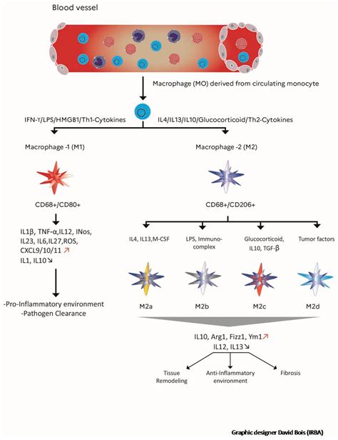 Chronic Inflammation and Radiation-Induced Cystitis: Molecular ...