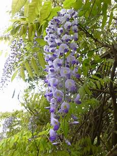 Climbing Plant Shade by Climbers For Every Occasion Part 1 And Early Climbing Plant Shade