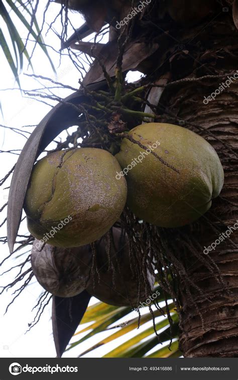 Coconuts Is Spanish at Kevin Morel blog