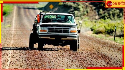 Mormon crickets: এরাই দখল নিয়ে নিয়েছে গোটা শহরের! আতঙ্ক চারিদিকে ...