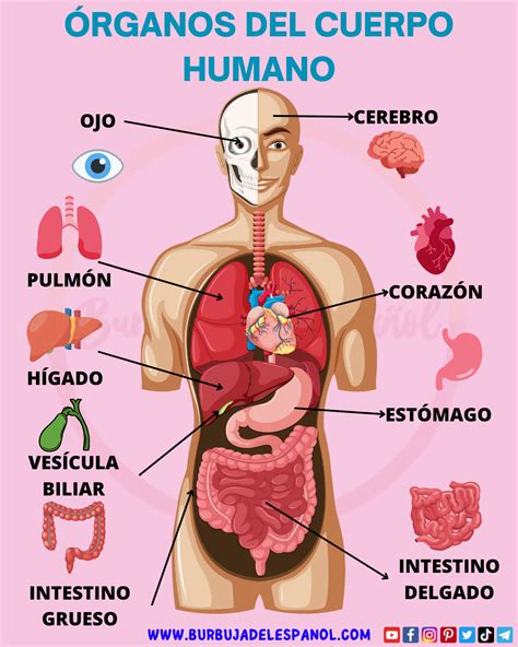 Partes del cuerpo – Artofit