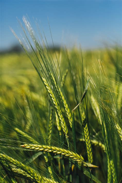 Cereal & Field Crops