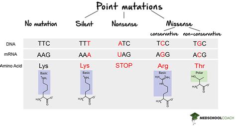 Image result for Stop Codons Nonsense Mutations