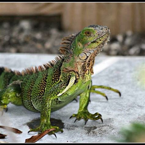 Iguana Attack 的图像结果