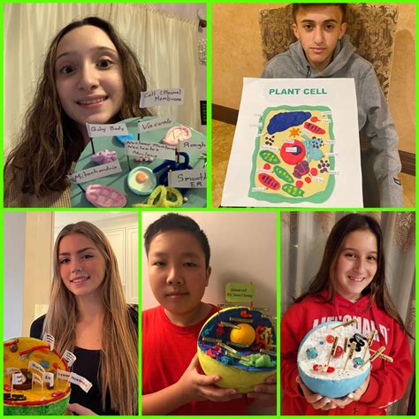 Skin Model 8th Class Science Project 的图像结果