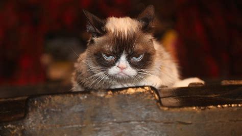 Image result for Grumpy Cat Origin