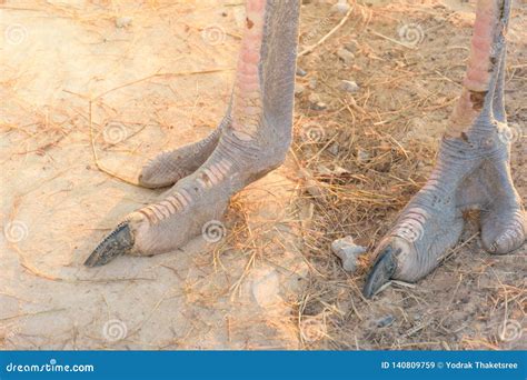 Close up Ostrich foot stock image. Image of african - 140809759