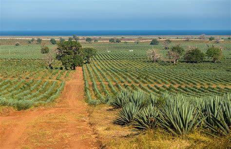 Sisal | Agave Plant, Fibers & Uses | Britannica