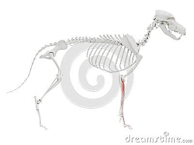 The Dog Muscle Anatomy - Extensor Digitorum Communis Royalty-Free ...