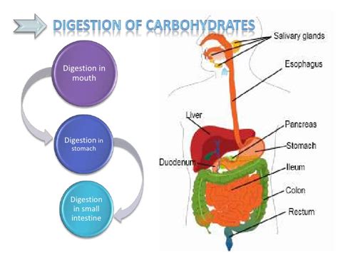 How Are Carbs Digested 的图像结果
