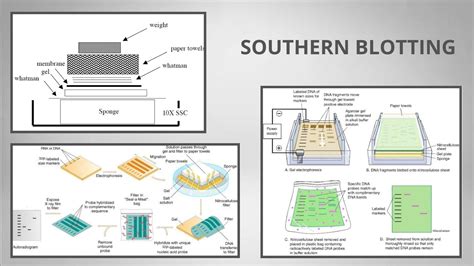 Southern Blotting Principle Archives - Biology Notes Online