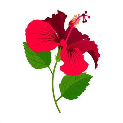 Hibiscus detailed full bloom flower with stem and leaves. Floral clip ...