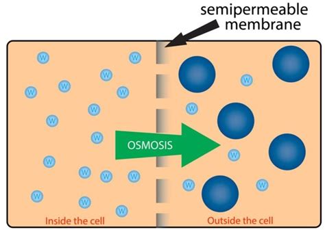 Osmosis and plasmolysis — lesson. Science State Board, Class 10.