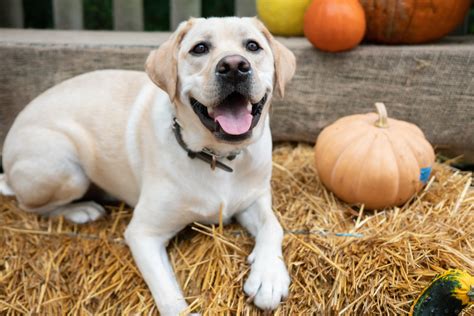 Which Fall Foods Can My Dog Eat? - Dogtopia