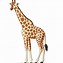 Image result for Baby Giraffe Cartoon Animals Clip Art