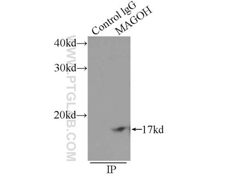 MAGOH antibody (12347-1-AP) | Proteintech