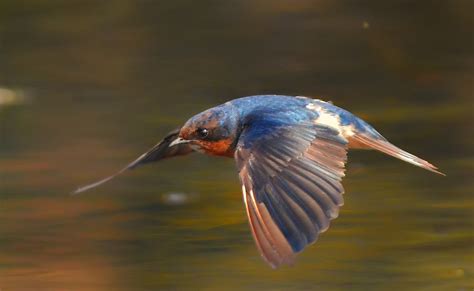 Flight Plan - slide4 | Nature inFocus