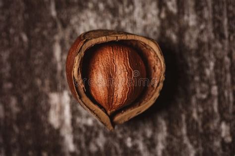 Image result for Hazelnut Tree Top View