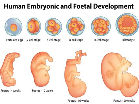 Image result for Embryo Face Formation