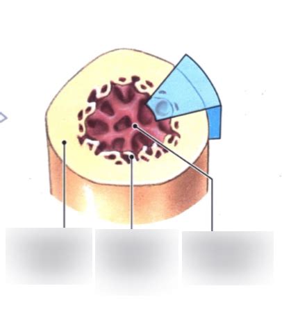 Transverse Bone Anatomy Diagram | Quizlet