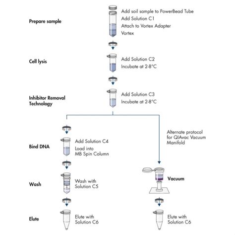 Image result for DNA Extraction QIAGEN Protocol