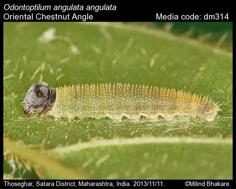 Odontoptilum angulata | Butterfly